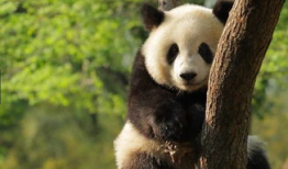 国宝大熊猫视频,萌动瞬间，揭秘大熊猫生活奥秘